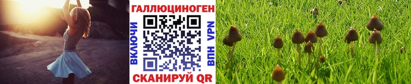 как найти   Тулун  Галлюциногенные грибы ЛСД 